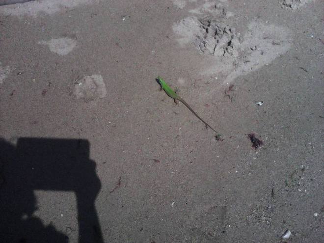 11020464_689884561138183_9166288289557281520_n