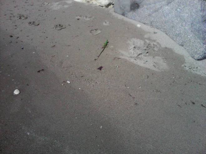 1780859_689884651138174_5034592754885910148_n