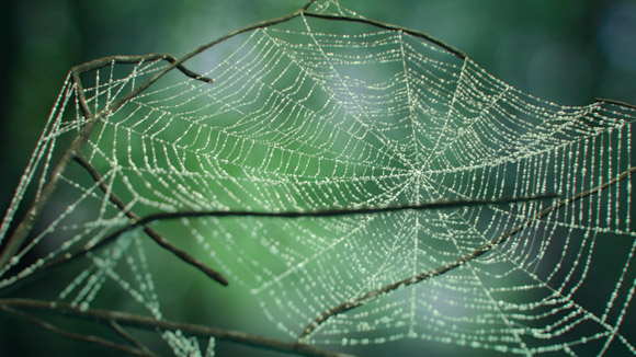 Cobwebs-2