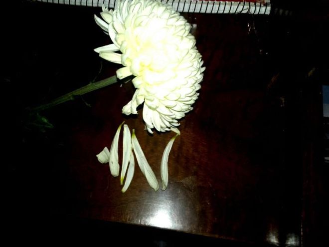 14725647_969619353164701_3412587440479806242_n