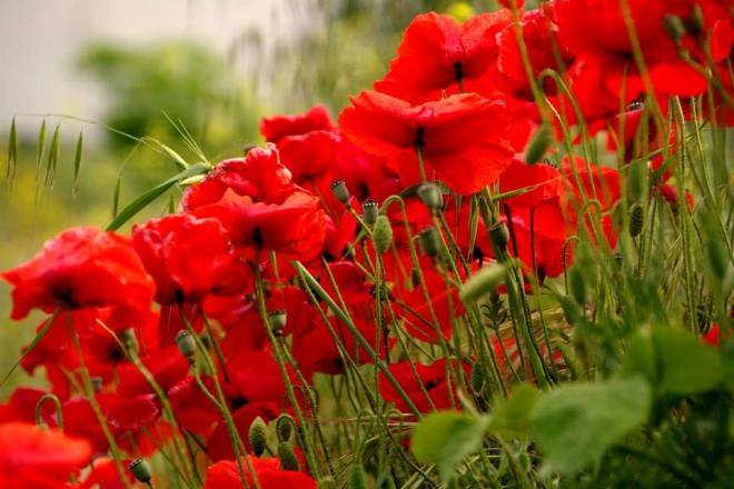 995811_345553198904656_1746435070_n