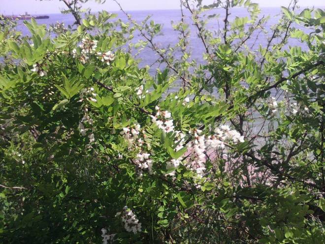 11391580_689885857804720_8009144931709318487_n